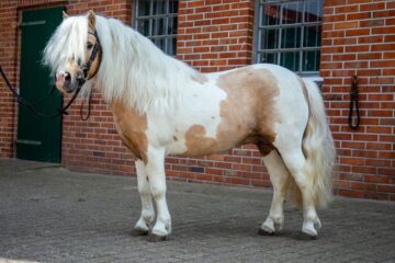 Prix poney